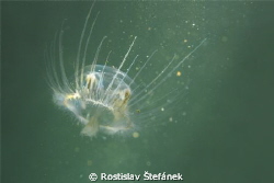 Freshwater Jellyfish (Craspedacusta sowerbii) by Rostislav Štefánek 